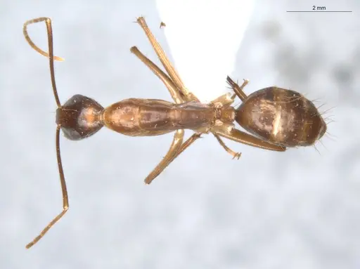 Camponotus balzani specimen ECOFOG-SGR-FL2W28-06 image ecofog-sgr-fl2w28-06_1