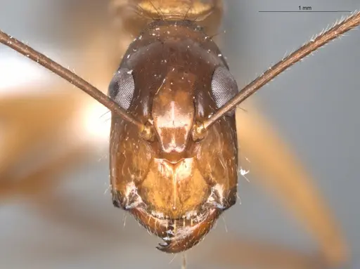 Camponotus balzani specimen ECOFOG-SGR-FL2W28-06 image ecofog-sgr-fl2w28-06_2