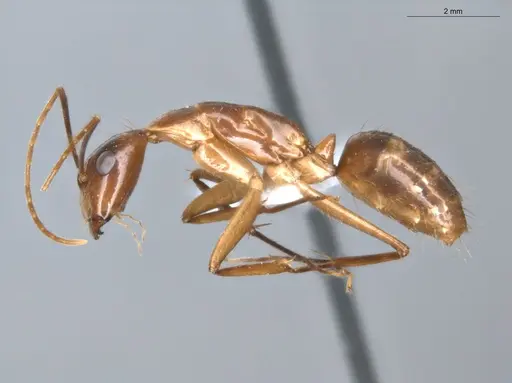 Camponotus balzani specimen ECOFOG-SGR-FL2W28-06 image ecofog-sgr-fl2w28-06_3
