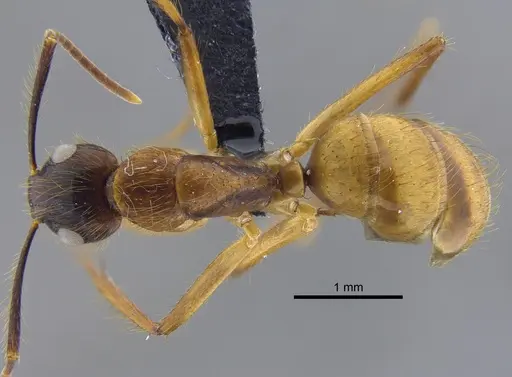 Camponotus balzani specimen IAVH-E-263438 image iavh-e-263438_1