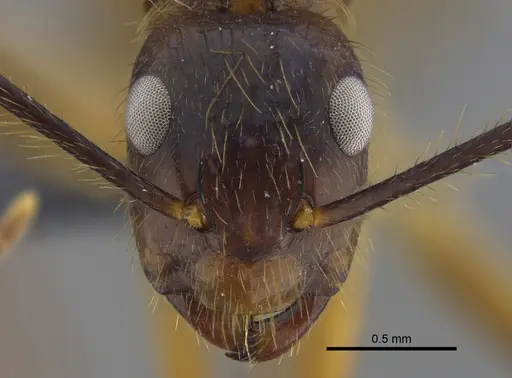 Camponotus balzani specimen IAVH-E-263438 image iavh-e-263438_2