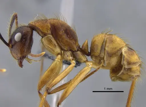 Camponotus balzani specimen IAVH-E-263438 image iavh-e-263438_3