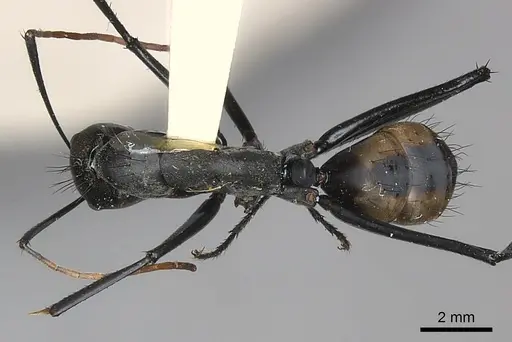Camponotus banghaasi specimen CASENT0217611 image casent0217611_1