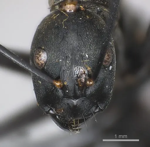 Camponotus banghaasi specimen CASENT0217611 image casent0217611_2