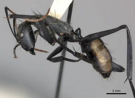 Camponotus banghaasi specimen CASENT0217611 image casent0217611_3