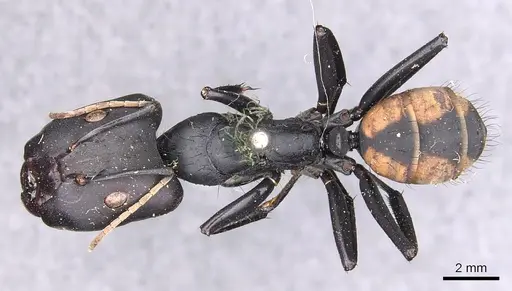 Camponotus banghaasi specimen CASENT0905535 image casent0905535_1