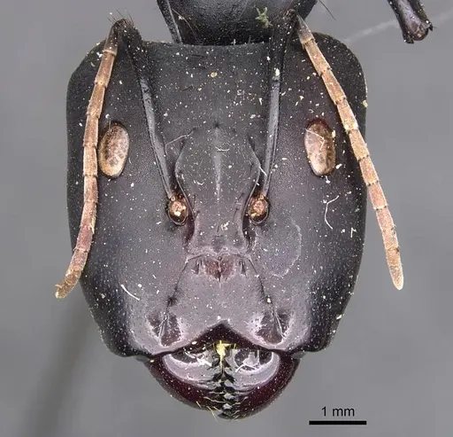 Camponotus banghaasi specimen CASENT0905535 image casent0905535_2