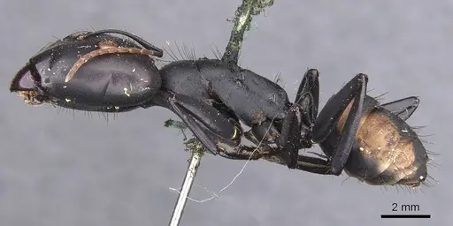 Camponotus banghaasi specimen CASENT0905535 image casent0905535_3