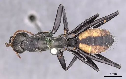 Camponotus banghaasi specimen CASENT0905536 image casent0905536_1