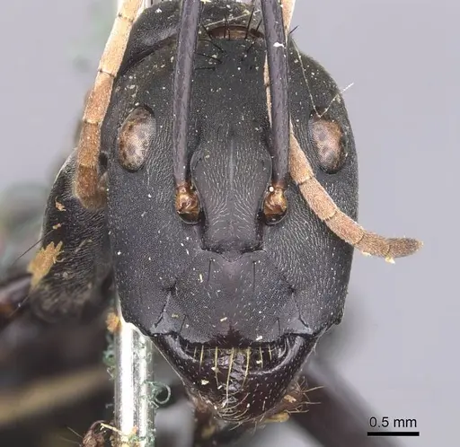 Camponotus banghaasi specimen CASENT0905536 image casent0905536_2