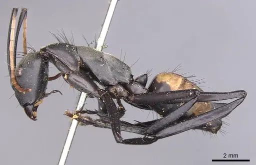 Camponotus banghaasi specimen CASENT0905536 image casent0905536_3