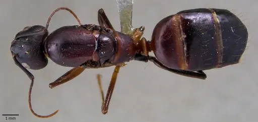 Camponotus barbaricus specimen ANTWEB1041856 image antweb1041856_1