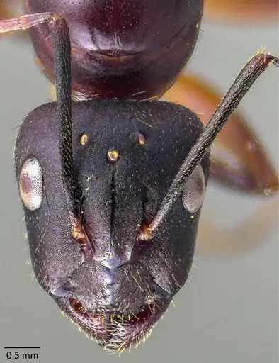 Camponotus barbaricus specimen ANTWEB1041856 image antweb1041856_2