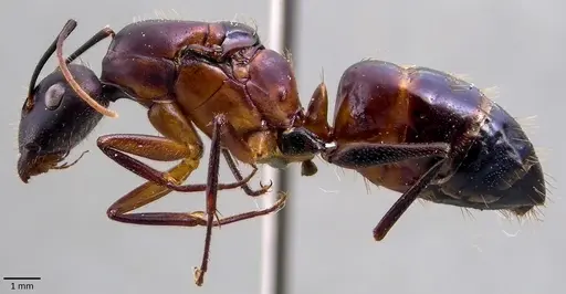 Camponotus barbaricus specimen ANTWEB1041856 image antweb1041856_3