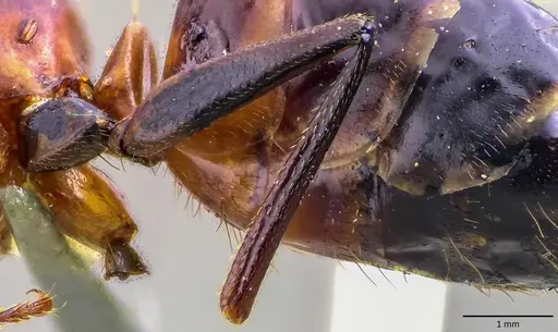 Camponotus barbaricus specimen ANTWEB1041856 image antweb1041856_4