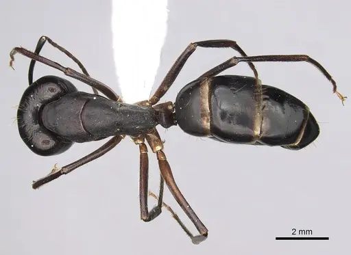 Camponotus barbaricus specimen CASENT0249968 image casent0249968_1