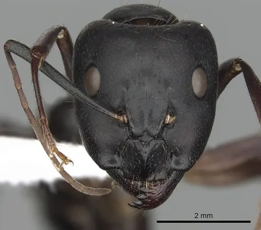 Camponotus barbaricus specimen CASENT0249968 image casent0249968_2