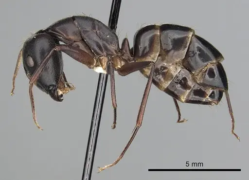 Camponotus barbaricus specimen CASENT0249968 image casent0249968_3