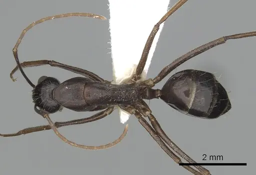 Camponotus barbaricus specimen CASENT0249969 image casent0249969_1
