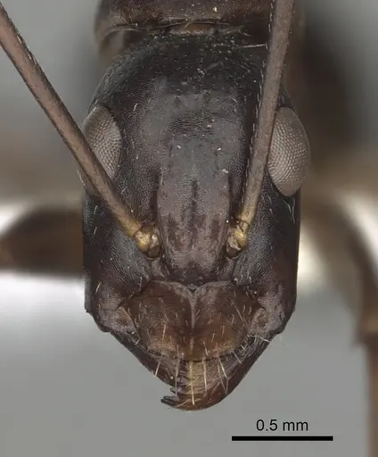 Camponotus barbaricus specimen CASENT0249969 image casent0249969_2