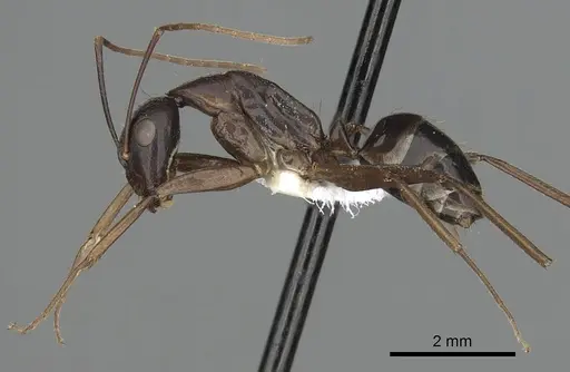 Camponotus barbaricus specimen CASENT0249969 image casent0249969_3