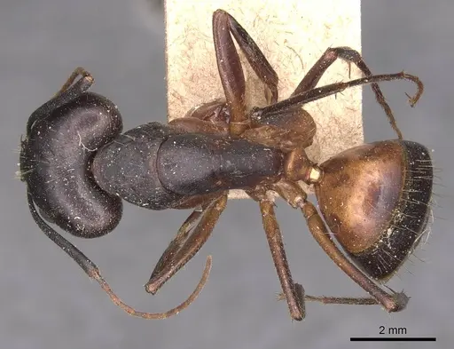 Camponotus barbaricus specimen CASENT0905296 image casent0905296_1