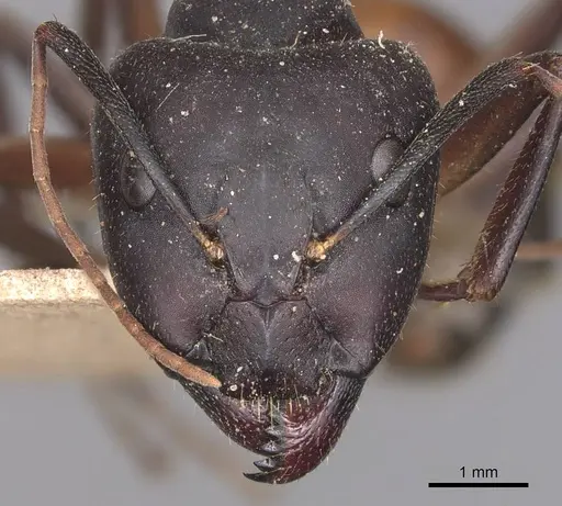 Camponotus barbaricus specimen CASENT0905296 image casent0905296_2