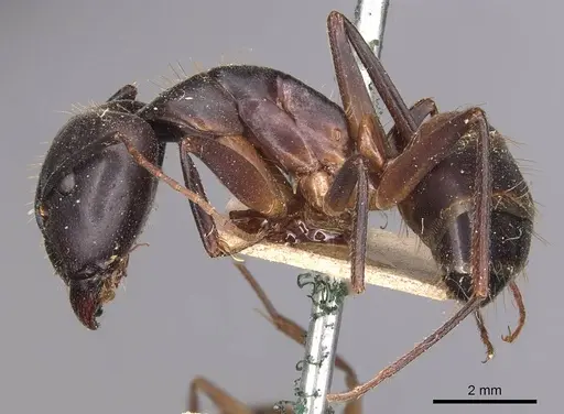 Camponotus barbaricus specimen CASENT0905296 image casent0905296_3