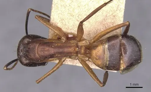 Camponotus barbaricus specimen CASENT0905297 image casent0905297_1