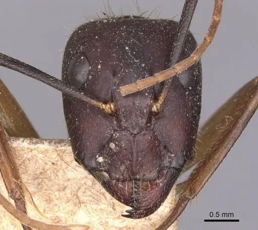 Camponotus barbaricus specimen CASENT0905297 image casent0905297_2