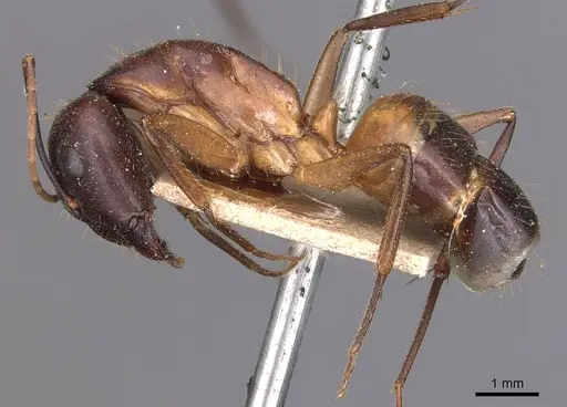 Camponotus barbaricus specimen CASENT0905297 image casent0905297_3