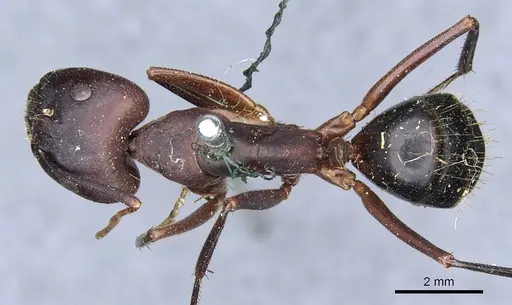 Camponotus barbaricus specimen CASENT0905298 image casent0905298_1