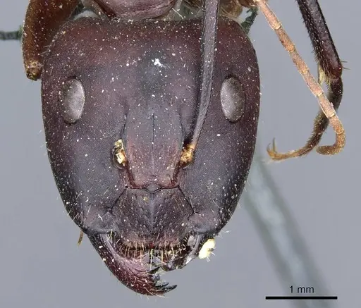 Camponotus barbaricus specimen CASENT0905298 image casent0905298_2