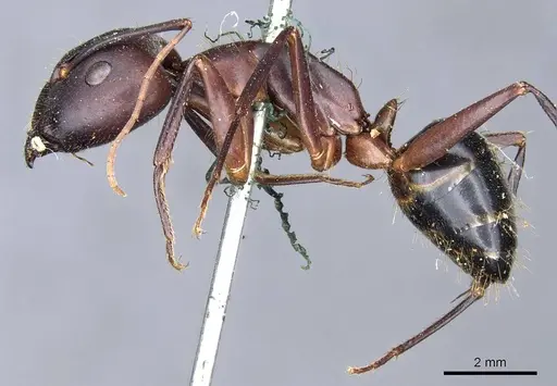 Camponotus barbaricus specimen CASENT0905298 image casent0905298_3