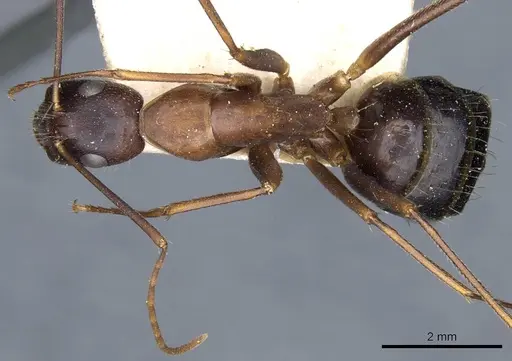 Camponotus barbaricus specimen CASENT0905299 image casent0905299_1