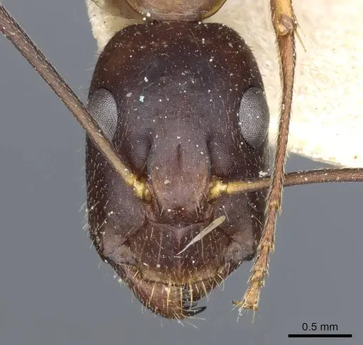 Camponotus barbaricus specimen CASENT0905299 image casent0905299_2