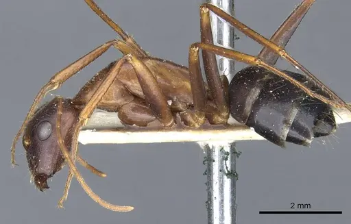 Camponotus barbaricus specimen CASENT0905299 image casent0905299_3