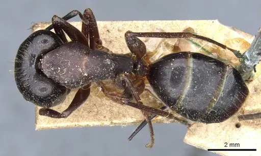 Camponotus barbaricus specimen CASENT0905300 image casent0905300_1
