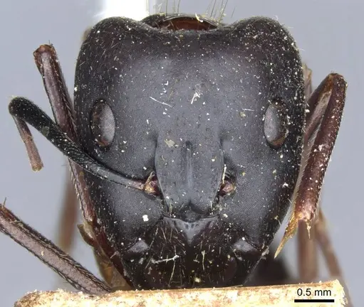 Camponotus barbaricus specimen CASENT0905300 image casent0905300_2