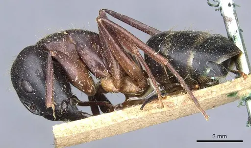 Camponotus barbaricus specimen CASENT0905300 image casent0905300_3