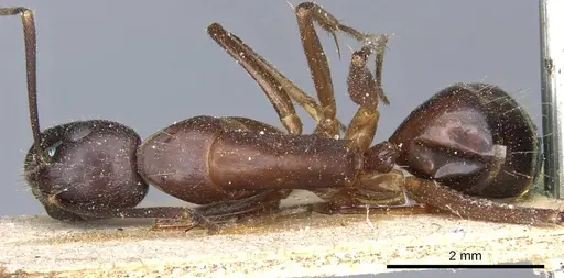 Camponotus barbaricus specimen CASENT0905301 image casent0905301_1