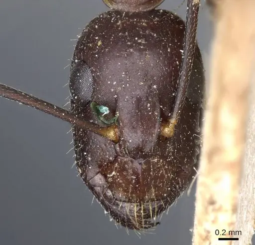 Camponotus barbaricus specimen CASENT0905301 image casent0905301_2