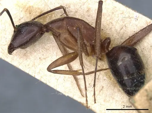 Camponotus barbaricus specimen CASENT0905301 image casent0905301_3