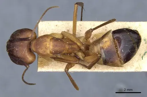 Camponotus barbaricus specimen CASENT0905306 image casent0905306_1