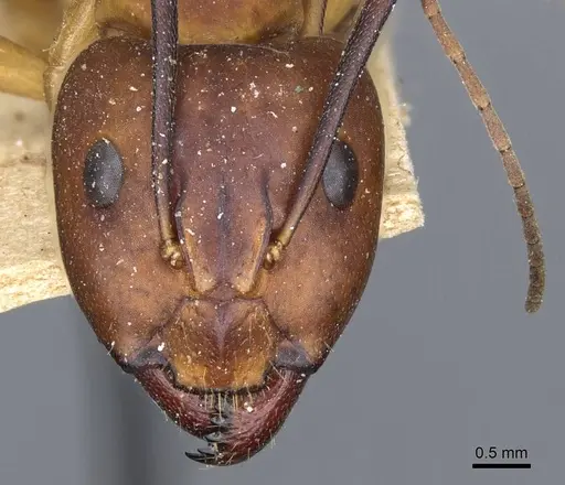 Camponotus barbaricus specimen CASENT0905306 image casent0905306_2