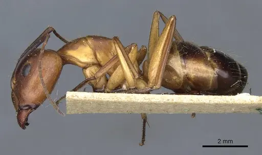 Camponotus barbaricus specimen CASENT0905306 image casent0905306_3