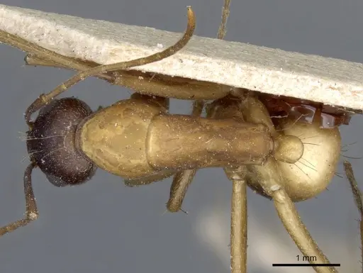 Camponotus barbaricus specimen CASENT0905307 image casent0905307_1