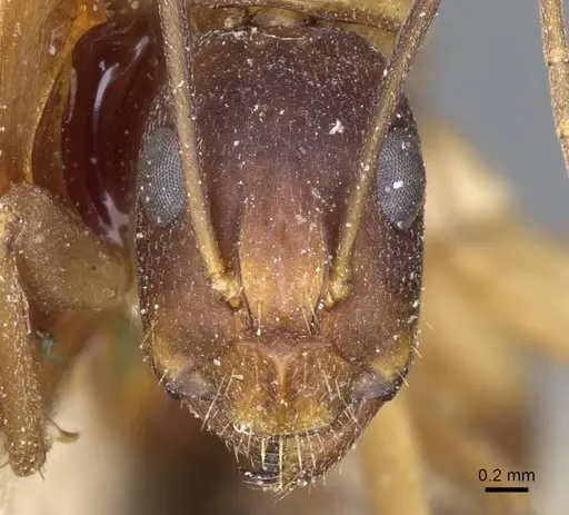 Camponotus barbaricus specimen CASENT0905307 image casent0905307_2