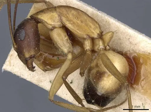 Camponotus barbaricus specimen CASENT0905307 image casent0905307_3