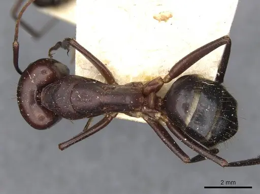 Camponotus barbaricus specimen CASENT0910276 image casent0910276_1